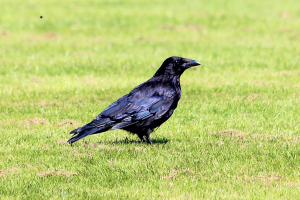 Crow_31072015_00