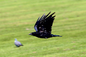Crow_31072015_01