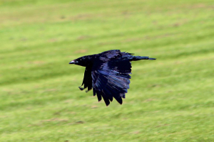 Crow_31072015_02