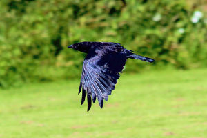 Crow_31072015_03