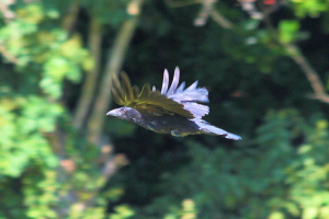 Crow_31072015_04